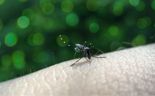 Casos de dengue no Brasil ultrapassam meio milhão em 2024
