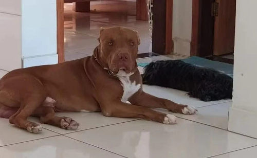 Pitbull é morto a facadas por padrasto durante briga familiar em MG