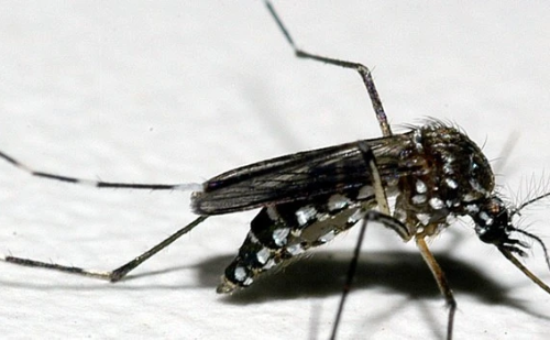Dengue em MG: cidade registra quatro mortes em 24 horas