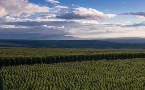 Aperam investe R$ 1,5 bilhão para expandir produção sustentável de carvão vegetal