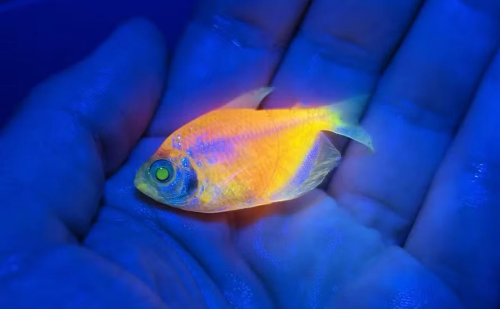 Ibama apreende quase 60 mil peixes fluorescentes em operação nacional