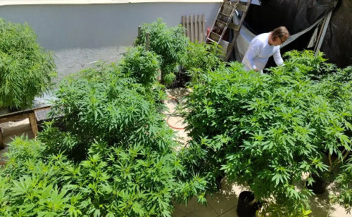 Anvisa anuncia consulta pública para revisão de normas sobre cannabis