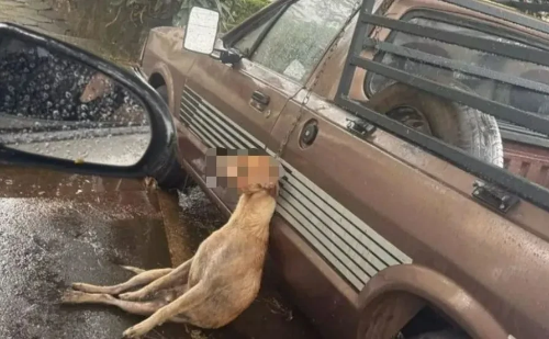 Cachorro morre enforcado após pular de caminhonete em MG