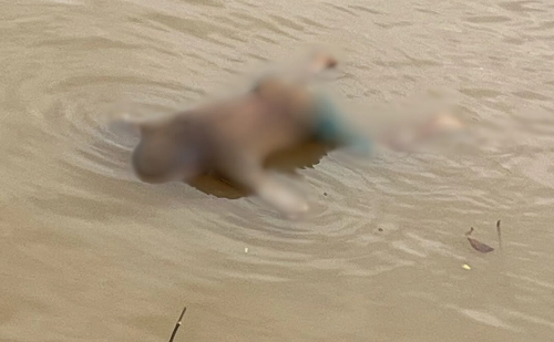 Corpo de homem é encontrado boiando em rio em Antônio Dias