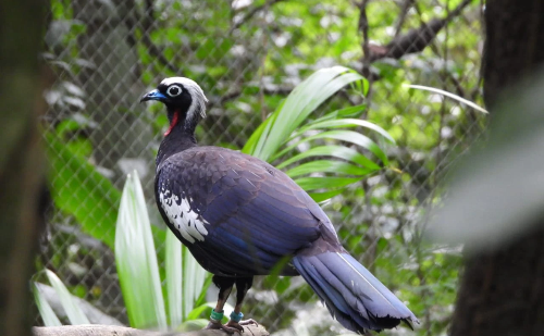 CENIBRA realiza soltura inédita de jacutingas no Parque Estadual do Rio Doce