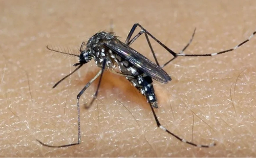 Dengue mata 45 pessoas em Minas Gerais em 2025