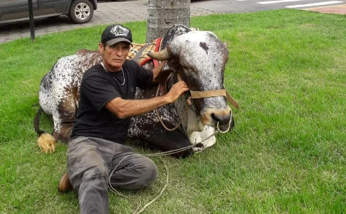 Boi 'pet' que ama pãozinho vira celebridade em cidade de Minas
