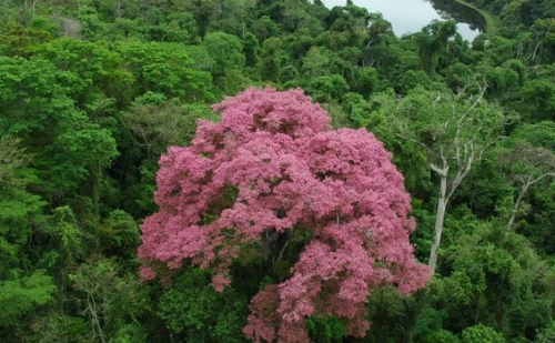 Curso gratuito de Educação Ambiental abre inscrições em Minas
