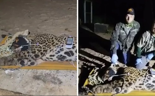 Onça-pintada que matou caseiro é capturada em MS e levada para avaliação