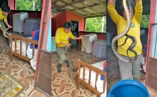 Morador encontra cobras acasalando embaixo da cama e aciona resgate no RJ