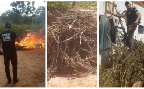 Preso suspeito de cultivar três hectares de maconha no Norte de Minas