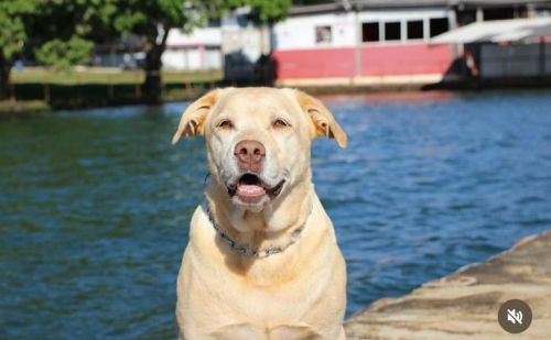 Cão herói que atuou em Brumadinho morre aos 16 anos