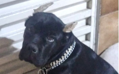 Influenciador que cortou orelhas, usou choque e deu galinhas vivas a cães é solto e proibido de tê-los