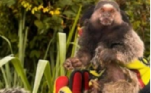 Motorista encontra macaco nos pedais do carro durante corrida de app na Grande BH