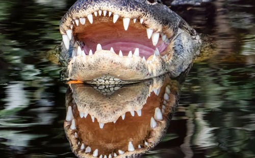 Mulher morre devorada por jacaré após cair de canoa nos EUA