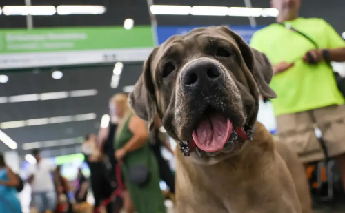 Companhias aéreas não são obrigadas a permitir animais de suporte emocional na cabine, decide STJ