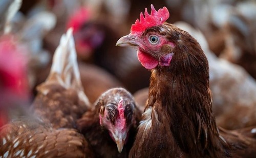 Surto de gripe aviária atinge zoológico no RS e mata cerca de 90 aves