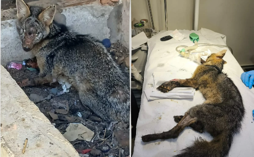 Ferida e desorientada, raposinha é resgatada por agentes da Guarda Municipal