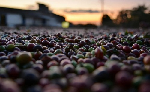 Nova rota turística conectará fazendas de café com experiências culturais e gastronômicas