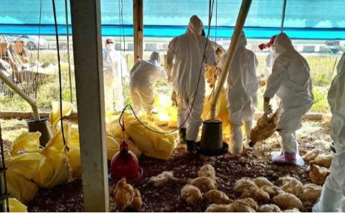 Gripe aviária: Brasil tem 17 suspeitas em investigação e mais de 20 milhões de ovos destruídos