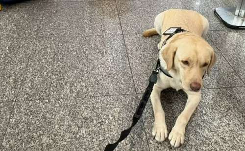 Companhia aérea ignora decisão da Justiça e cancela voo após negar embarque de cão de criança autista
