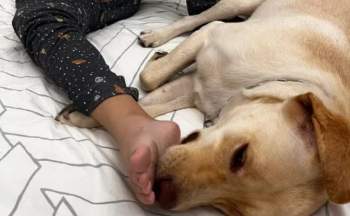 Cão com função terapêutica que previne 'meltdown' de criança autista é impedido de embarcar