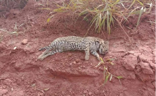 Onça-pintada é achada morta às margens da MG-255 no Triângulo Mineiro