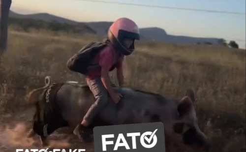 Vídeo de menino montado em porca é real e foi gravado no sertão de Alagoas