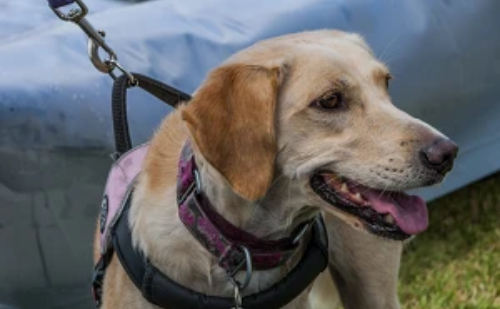 Cão barrado três vezes por companhia aérea consegue viajar e reencontra criança autista