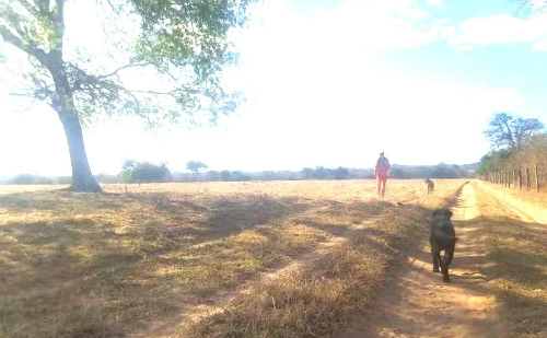 Cão farejador ajuda a encontrar idoso desaparecido em cachoeira