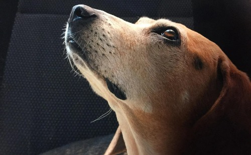 Cadela morre após ser agredida com tesoura por funcionário de pet shop