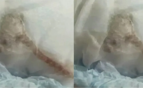 Rato morto é achado por mãe dentro de fralda lacrada de bebê
