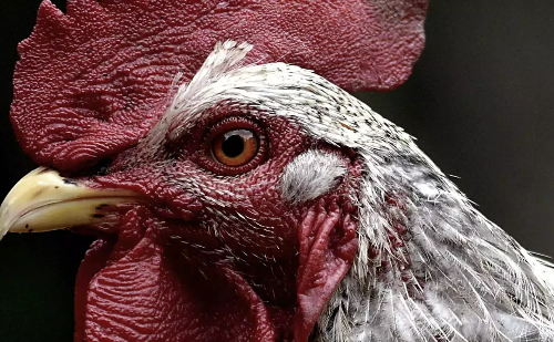 Brasil descarta novos fechamentos após casos de gripe aviária em aves silvestres