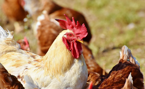 Mais de 18 toneladas de frango são apreendidas por suspeita de gripe aviária