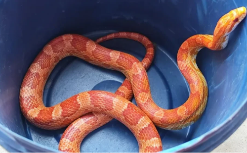Serpente exótica, animal da espécie corn snake, nativo dos Estados Unidos, é capturada em telhado de casa em Minas Gerais