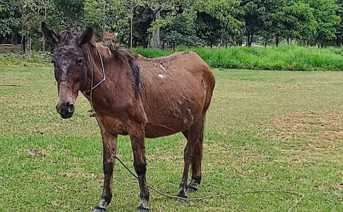 Operação combate maus-tratos a cavalos e mulas em Ipatinga