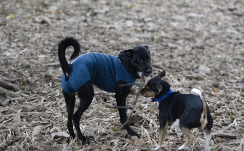 Minas Gerais amplia campanhas sobre castração de pets para incluir prevenção ao câncer