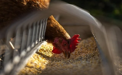 Gripe aviária mata cem galinhas em criação doméstica de Goiás