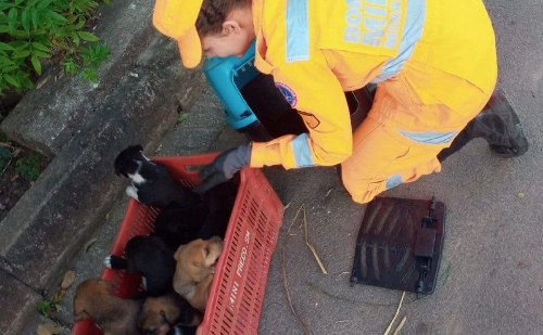 Cadela e nove filhotes são resgatados de área de risco em MG