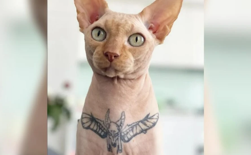 Nova legislação sancionada por Alckmin proíbe tatuagens e piercings estéticos em cães e gatos