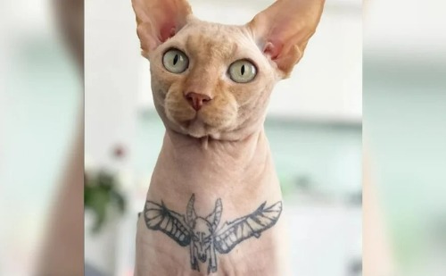 Nova legislação sancionada por Alckmin proíbe tatuagens e piercings estéticos em cães e gatos