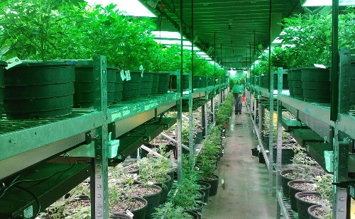 Empresa de remédio natural surpreende com valorização de 60.000%