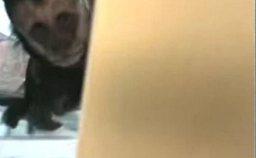 Macaco invade geladeira e causa destruição em apartamento no RJ