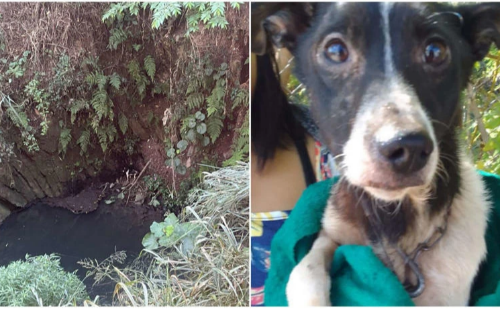 Adotado após resgate, cachorro sobrevive a três dias preso em córrego de Minas Gerais