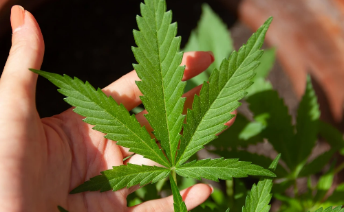 Risco de infarto e AVC aumenta com uso de maconha, revela estudo com 200 milhões de pessoas