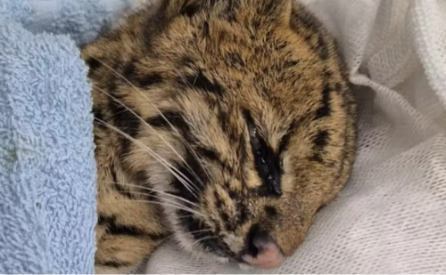 Encontrado desacordado, gato-do-mato morre após resgate em Mogi das Cruzes