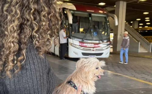 Minas Gerais regulamenta transporte de pets em ônibus intermunicipais; veja regras e mudanças