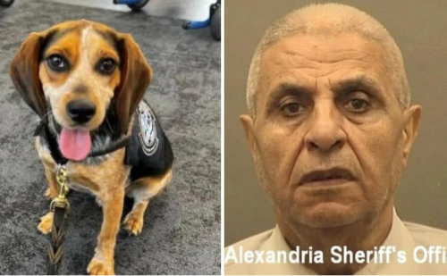 Egípcio é deportado após agredir cão farejador que detectou 45 kg de alimentos proibidos nos EUA