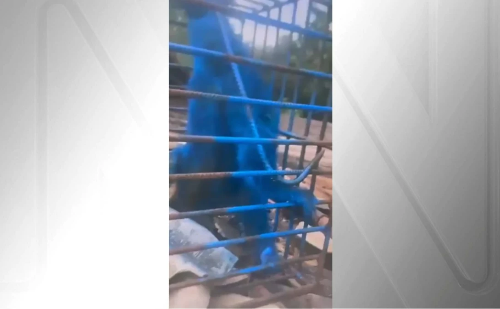 Homem pinta macaco de azul e é multado em mais de R$ 17 mil em MG