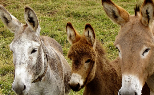 Uso medicinal na China leva ao abate de 6 milhões de burros por ano